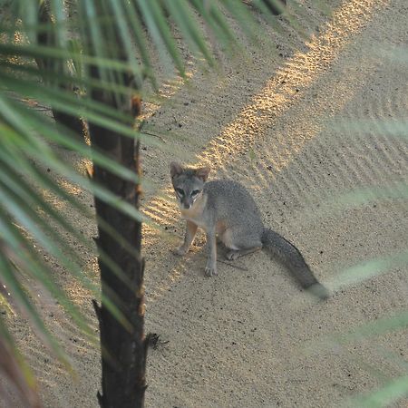 מלון Monkey River Town Sabal Beach מראה חיצוני תמונה