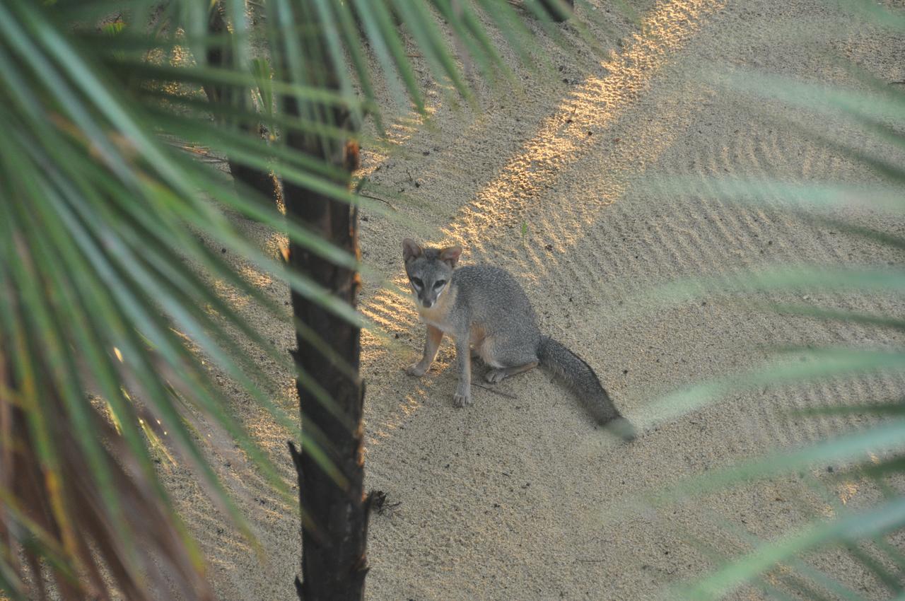 מלון Monkey River Town Sabal Beach מראה חיצוני תמונה
